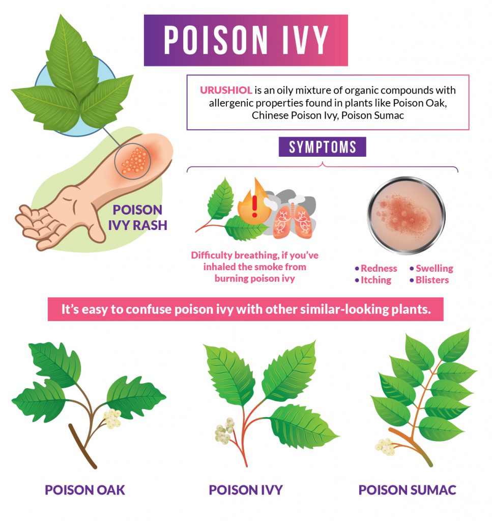 Poison Ivy: What You Need to Know to Stay Safe