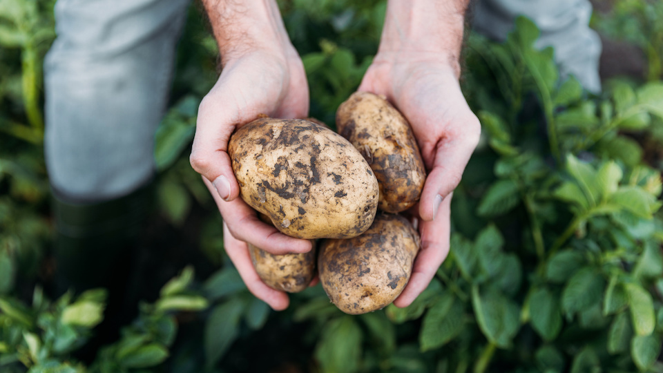 How to Grow Loads of Potatoes in a Bucket