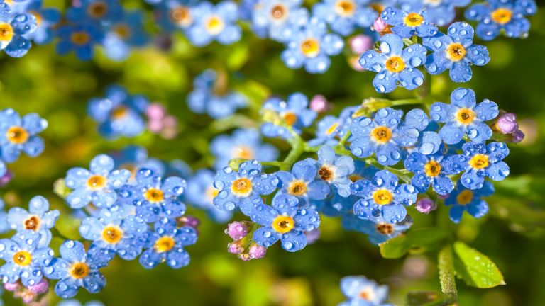 7 Perennials That Aren’t Really Perennials