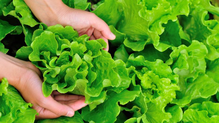 12 Tips to Keep Your Garden Harvest Fresh for Longer